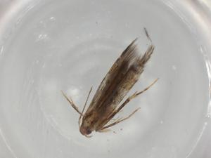  ( - BIOUG81366-D12)  @11 [ ] CreativeCommons - Attribution (2022) Centre for Biodiversity Genomics Centre for Biodiversity Genomics