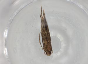  ( - BIOUG81366-F04)  @11 [ ] CreativeCommons - Attribution (2022) Centre for Biodiversity Genomics Centre for Biodiversity Genomics