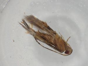  ( - BIOUG81366-G08)  @11 [ ] CreativeCommons - Attribution (2022) Centre for Biodiversity Genomics Centre for Biodiversity Genomics