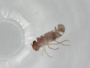  ( - BIOUG81585-A10)  @11 [ ] CreativeCommons - Attribution (2022) Centre for Biodiversity Genomics Centre for Biodiversity Genomics