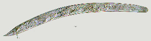  ( - NID-N1033)  @11 [ ] CreativeCommons - Attribution Non-Commercial (2017) Tom Powers University of Nebraska