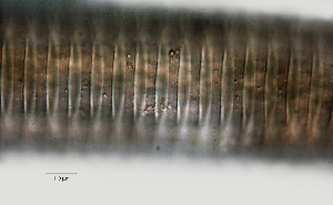  ( - NID-N1051)  @11 [ ] CreativeCommons - Attribution Non-Commercial (2017) Tom Powers University of Nebraska