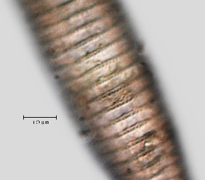  ( - NID-N1068)  @11 [ ] CreativeCommons - Attribution Non-Commercial (2017) Tom Powers University of Nebraska