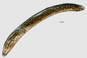  ( - NID-N1153)  @11 [ ] CreativeCommons - Attribution Non-Commercial (2017) Tom Powers University of Nebraska