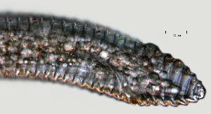  ( - NID-N1153)  @11 [ ] CreativeCommons - Attribution Non-Commercial (2017) Tom Powers University of Nebraska