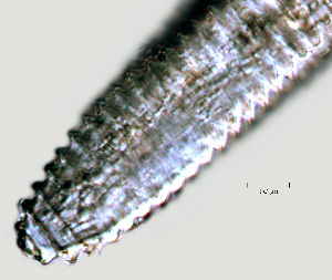  ( - NID-N1252)  @11 [ ] CreativeCommons - Attribution Non-Commercial (2017) Tom Powers University of Nebraska