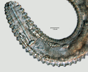  (Mesocriconema sphaerocephalum - NID-N1280)  @11 [ ] CreativeCommons - Attribution Non-Commercial (2017) Tom Powers University of Nebraska