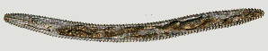  ( - NID-N1283)  @11 [ ] CreativeCommons - Attribution Non-Commercial (2017) Tom Powers University of Nebraska