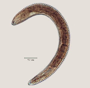  ( - NID-N12)  @11 [ ] CreativeCommons - Attribution Non-Commercial (2017) Tom Powers University of Nebraska