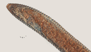  ( - NID-N12)  @11 [ ] CreativeCommons - Attribution Non-Commercial (2017) Tom Powers University of Nebraska