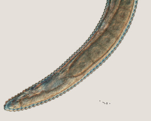  ( - NID-N12)  @11 [ ] CreativeCommons - Attribution Non-Commercial (2017) Tom Powers University of Nebraska