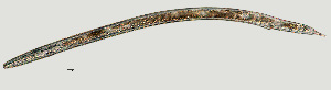  (Hemicycliophora sp. Singleton Z - NID-N1305)  @11 [ ] CreativeCommons - Attribution Non-Commercial (2017) Tom Powers University of Nebraska