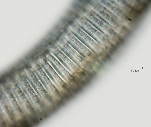  ( - NID-N1327)  @11 [ ] CreativeCommons - Attribution Non-Commercial (2017) Tom Powers University of Nebraska
