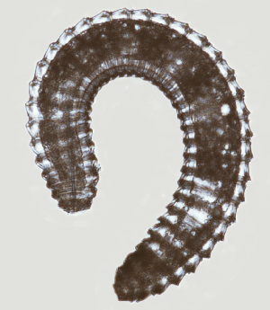  (Neolobocriconema - NID-N238)  @11 [ ] CreativeCommons - Attribution Non-Commercial (2017) Tom Powers University of Nebraska