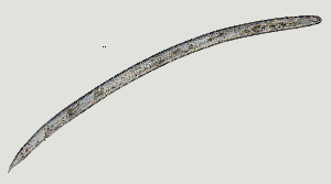  (Hemicycliophora sp. Singleton S - NID-N2590)  @11 [ ] CreativeCommons - Attribution Non-Commercial (2017) Tom Powers University of Nebraska