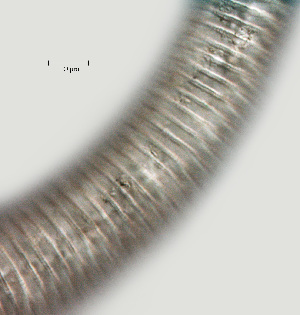  ( - NID-N505)  @11 [ ] CreativeCommons - Attribution Non-Commercial (2017) Tom Powers University of Nebraska