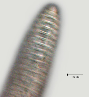  ( - NID-N505)  @11 [ ] CreativeCommons - Attribution Non-Commercial (2017) Tom Powers University of Nebraska