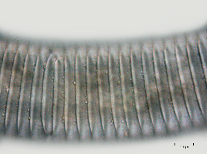  ( - NID-N607)  @11 [ ] CreativeCommons - Attribution Non-Commercial (2017) Tom Powers University of Nebraska