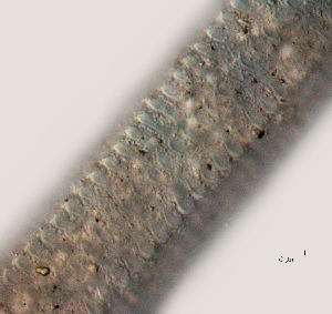 ( - NID-N703)  @11 [ ] CreativeCommons - Attribution Non-Commercial (2017) Tom Powers University of Nebraska