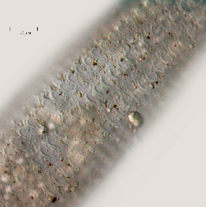  ( - NID-N703)  @11 [ ] CreativeCommons - Attribution Non-Commercial (2017) Tom Powers University of Nebraska