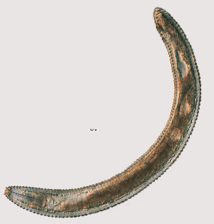  ( - NID-N759)  @11 [ ] CreativeCommons - Attribution Non-Commercial (2017) Tom Powers University of Nebraska