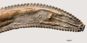  ( - NID-N759)  @11 [ ] CreativeCommons - Attribution Non-Commercial (2017) Tom Powers University of Nebraska