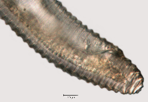  ( - NID-N759)  @11 [ ] CreativeCommons - Attribution Non-Commercial (2017) Tom Powers University of Nebraska