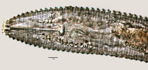  ( - NID-N760)  @11 [ ] CreativeCommons - Attribution Non-Commercial (2017) Tom Powers University of Nebraska