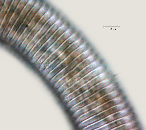  ( - NID-N835)  @11 [ ] CreativeCommons - Attribution Non-Commercial (2017) Tom Powers University of Nebraska