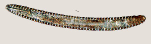  ( - NID-N894)  @11 [ ] CreativeCommons - Attribution Non-Commercial (2016) Tom Powers University of Nebraska