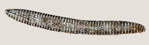  ( - NID-N894)  @11 [ ] CreativeCommons - Attribution Non-Commercial (2016) Tom Powers University of Nebraska