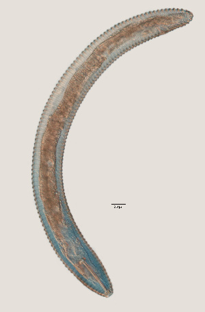  ( - NID-N9)  @11 [ ] CreativeCommons - Attribution Non-Commercial (2017) Tom Powers University of Nebraska