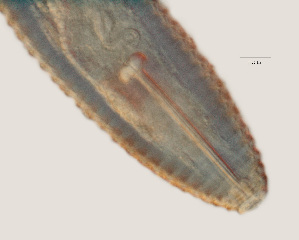  ( - NID-N9)  @11 [ ] CreativeCommons - Attribution Non-Commercial (2017) Tom Powers University of Nebraska