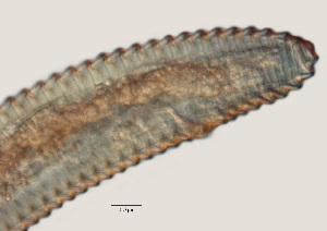  ( - NID-N9)  @11 [ ] CreativeCommons - Attribution Non-Commercial (2017) Tom Powers University of Nebraska