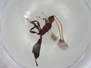  ( - CBG-A03422-E10)  @11 [ ] CreativeCommons - Attribution (2023) Centre for Biodiversity Genomics Centre for Biodiversity Genomics