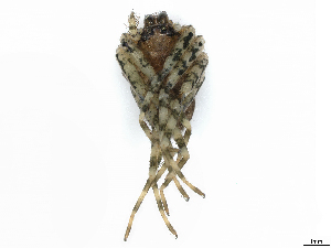  ( - CBG-A04497-H06)  @11 [ ] CreativeCommons - Attribution (2023) CBG Photography Group Centre for Biodiversity Genomics