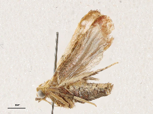  (chryBioLep01 BioLep5079 - CBG-A04519-B11)  @11 [ ] CreativeCommons - Attribution (2023) CBG Photography Group Centre for Biodiversity Genomics