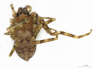  ( - CBG-A04520-H10)  @11 [ ] CreativeCommons - Attribution (2023) CBG Photography Group Centre for Biodiversity Genomics