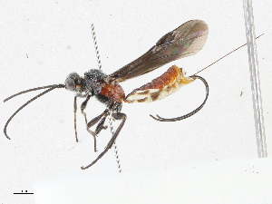  (doryMalaise01 Malaise2268 - CBG-A04521-B10)  @11 [ ] CreativeCommons - Attribution (2023) CBG Photography Group Centre for Biodiversity Genomics