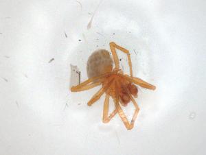  ( - CBG-A05958-F06)  @11 [ ] CreativeCommons - Attribution (2023) Centre for Biodiversity Genomics Centre for Biodiversity Genomics