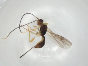  (Heterospilus Malaise8805 - CBG-A05961-F03)  @11 [ ] CreativeCommons - Attribution (2023) Centre for Biodiversity Genomics Centre for Biodiversity Genomics