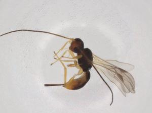  ( - CBG-A05970-G03)  @11 [ ] CreativeCommons - Attribution (2023) Centre for Biodiversity Genomics Centre for Biodiversity Genomics