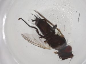  ( - CBG-A05973-D02)  @11 [ ] CreativeCommons - Attribution (2023) Centre for Biodiversity Genomics Centre for Biodiversity Genomics