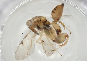  (chalMalaise01 Malaise7101 - CBG-A06000-G01)  @11 [ ] CreativeCommons - Attribution (2023) Centre for Biodiversity Genomics Centre for Biodiversity Genomics