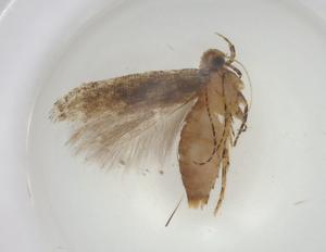  ( - CBG-A06005-B03)  @11 [ ] CreativeCommons - Attribution (2023) Centre for Biodiversity Genomics Centre for Biodiversity Genomics