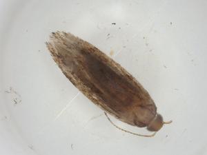  ( - CBG-A06005-C05)  @11 [ ] CreativeCommons - Attribution (2023) Centre for Biodiversity Genomics Centre for Biodiversity Genomics