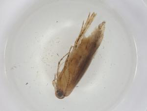  ( - CBG-A06005-D08)  @11 [ ] CreativeCommons - Attribution (2023) Centre for Biodiversity Genomics Centre for Biodiversity Genomics