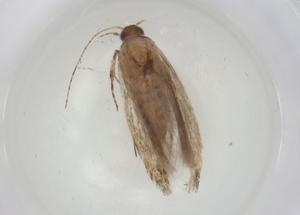  ( - CBG-A06005-E03)  @11 [ ] CreativeCommons - Attribution (2023) Centre for Biodiversity Genomics Centre for Biodiversity Genomics