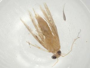  ( - CBG-A06005-F01)  @11 [ ] CreativeCommons - Attribution (2023) Centre for Biodiversity Genomics Centre for Biodiversity Genomics