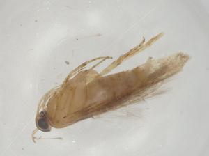  ( - CBG-A06005-F08)  @11 [ ] CreativeCommons - Attribution (2023) Centre for Biodiversity Genomics Centre for Biodiversity Genomics